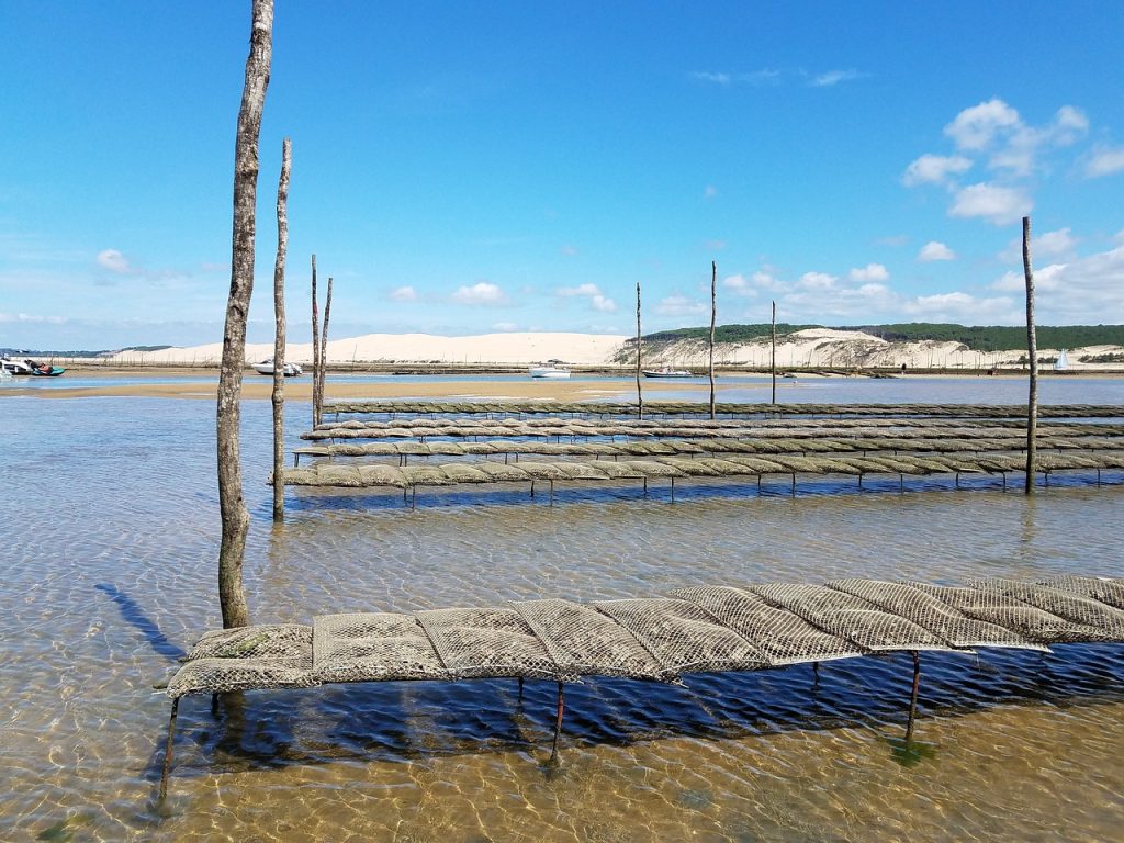 arcachon basin, oyster, pila-2736099.jpg